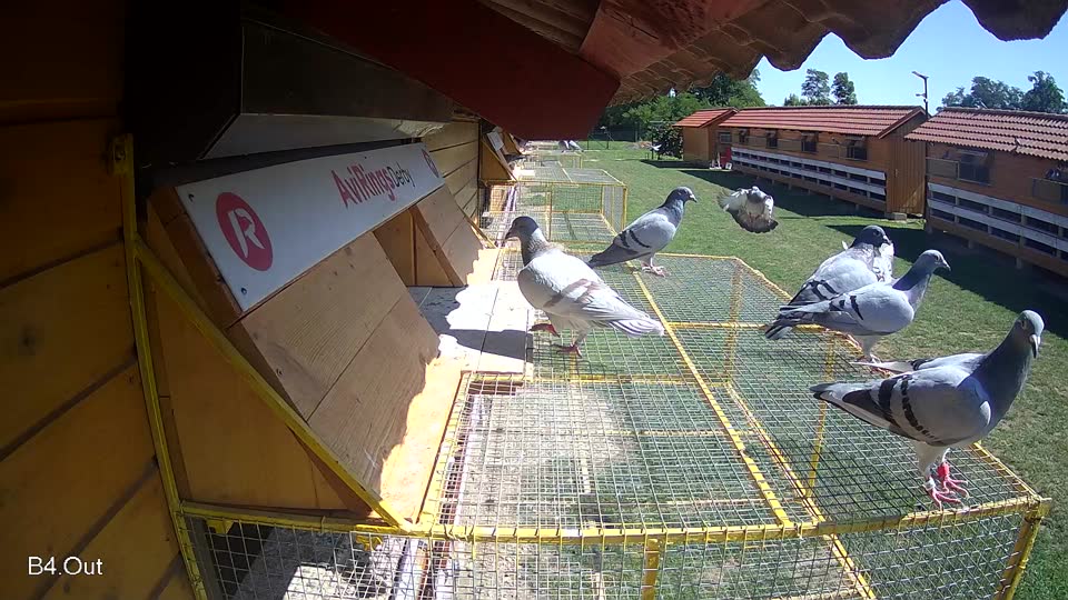 Pigeon Arrival Image For Race Race 2