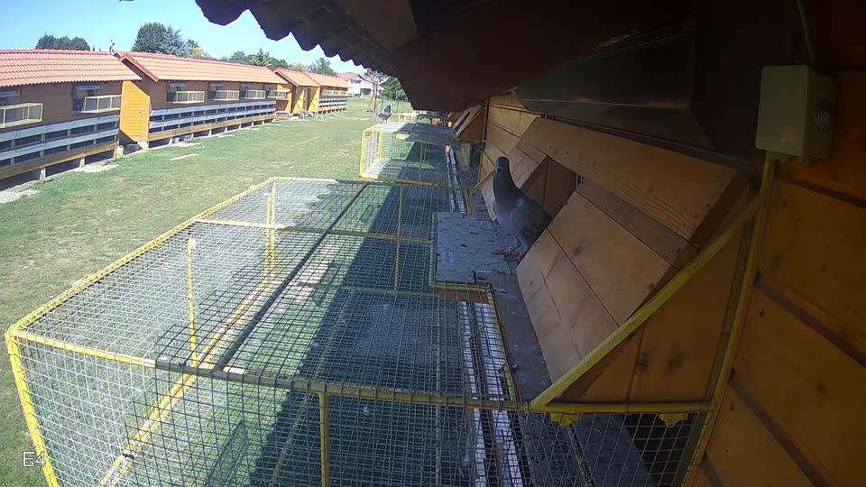 Pigeon Arrival Image For Race Race 5