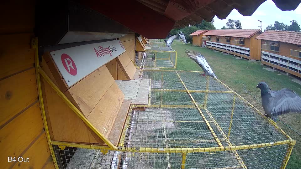 Pigeon Arrival Image For Race Race 3