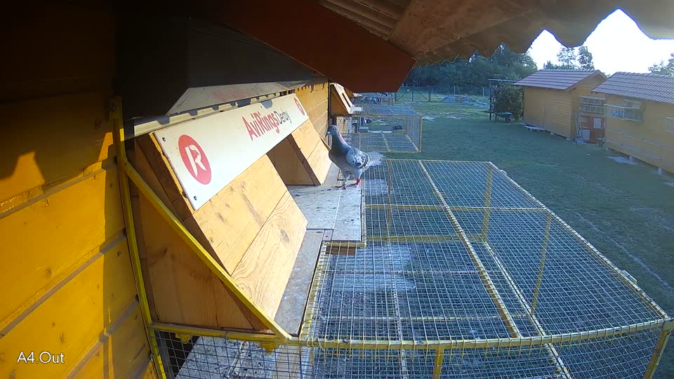 Pigeon Arrival Image For Race Race 4