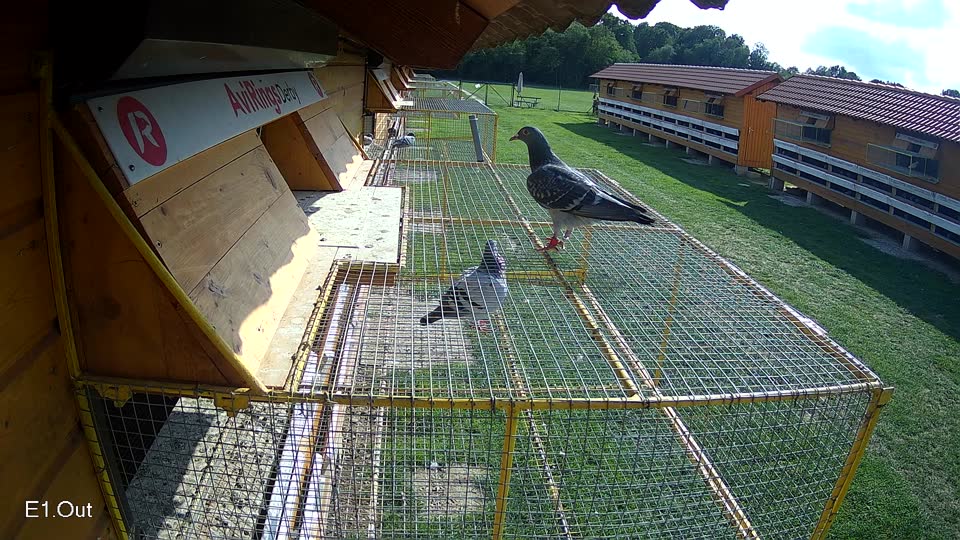 Pigeon Arrival Image For Race Race 6