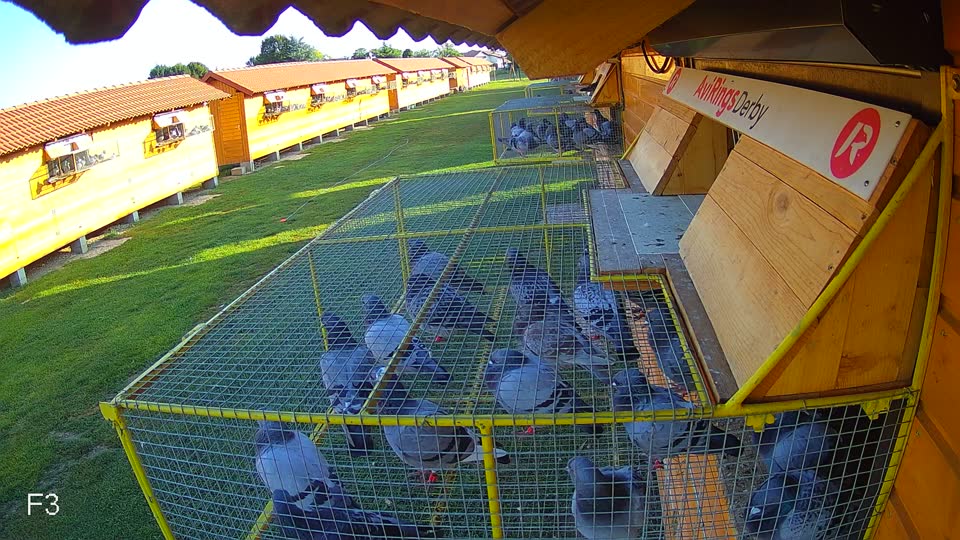 Pigeon Arrival Image For Race Race 4