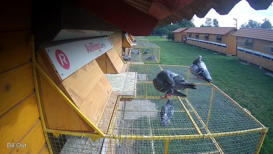 Pigeon Arrival Image For Race Final race 1