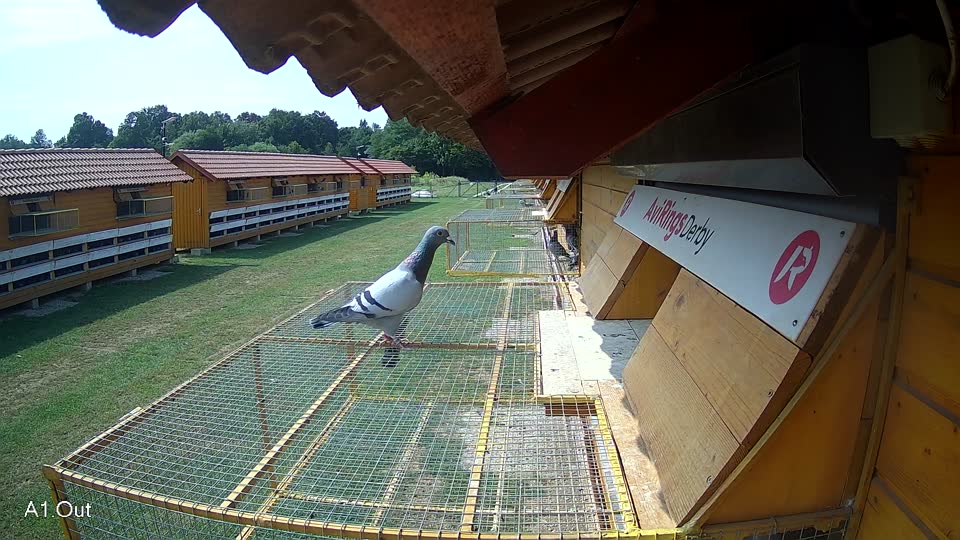 Pigeon Arrival Image For Race Race 3
