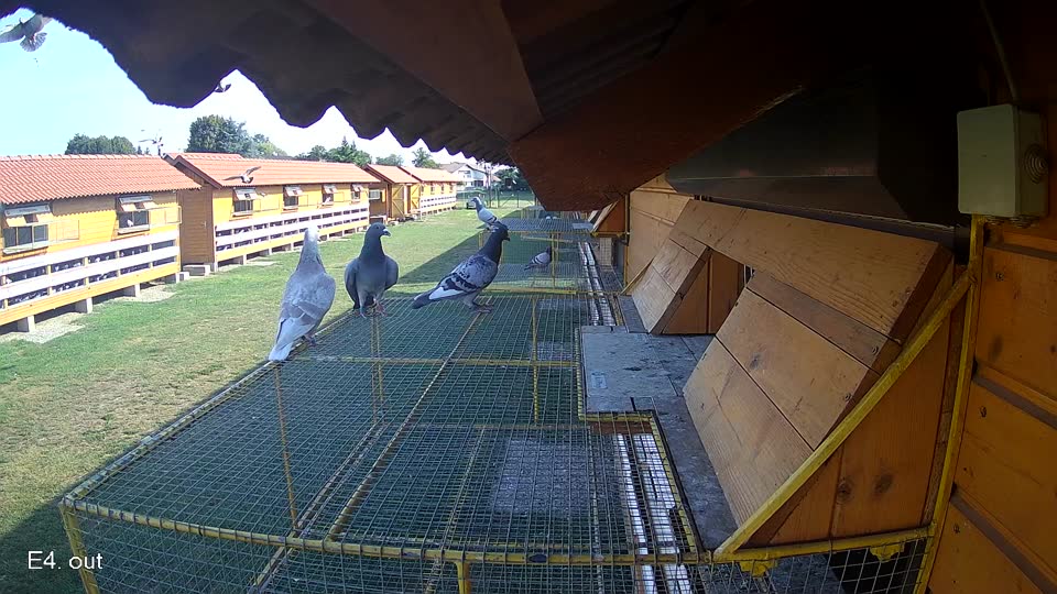 Pigeon Arrival Image For Race Race 1