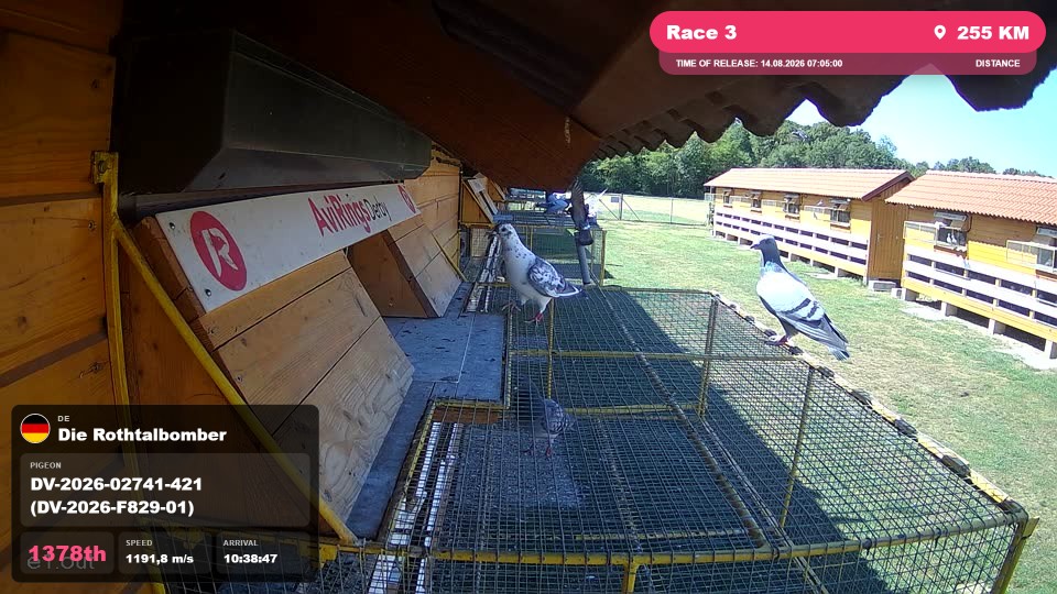 Pigeon Arrival Image For Race Race 3