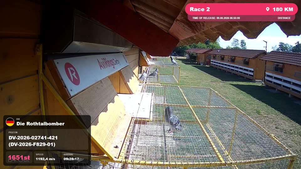 Pigeon Arrival Image For Race Race 2