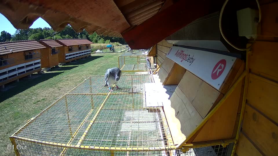 Pigeon Arrival Image For Race Race 3