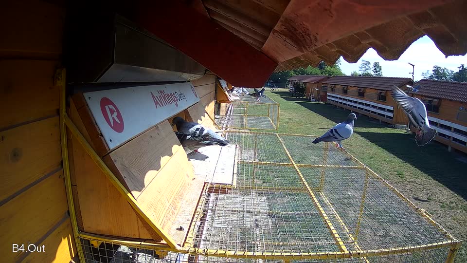 Pigeon Arrival Image For Race Race 2