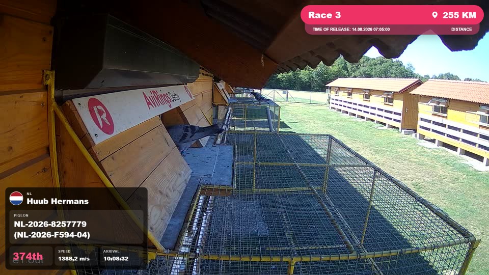 Pigeon Arrival Image For Race Race 3