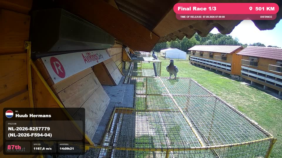 Pigeon Arrival Image For Race Final Race 1/3