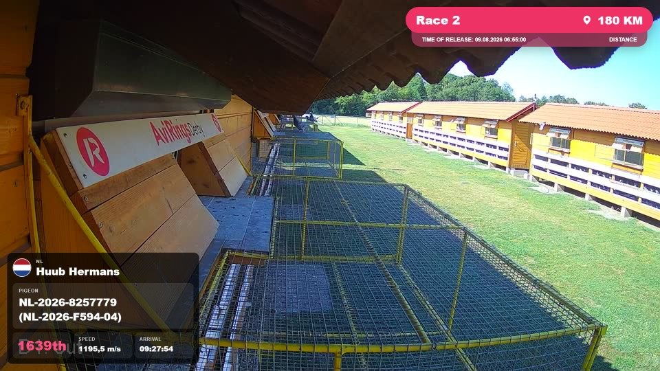 Pigeon Arrival Image For Race Race 2