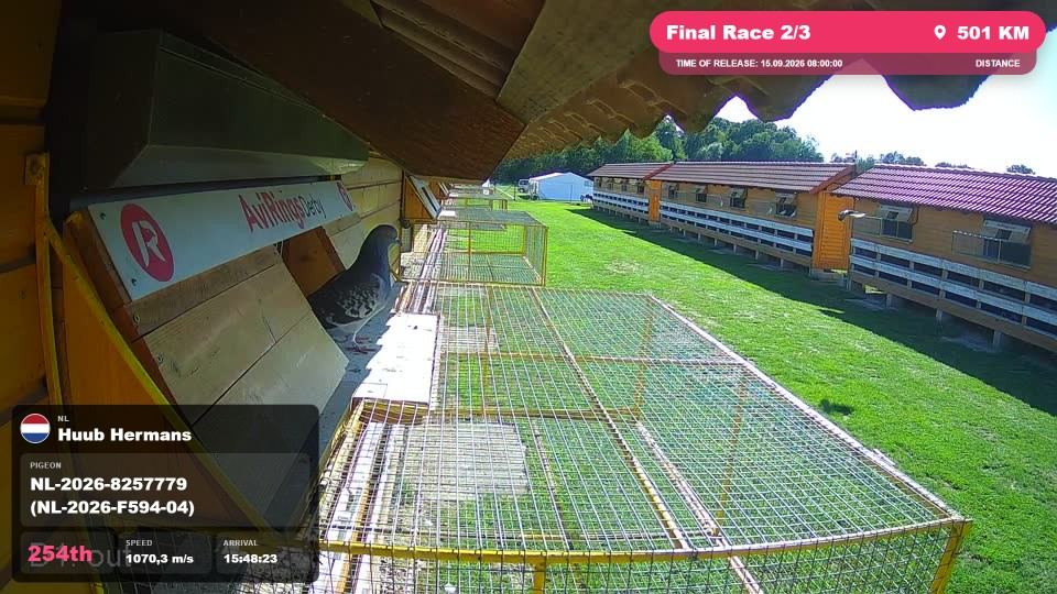 Pigeon Arrival Image For Race Final Race 2/3