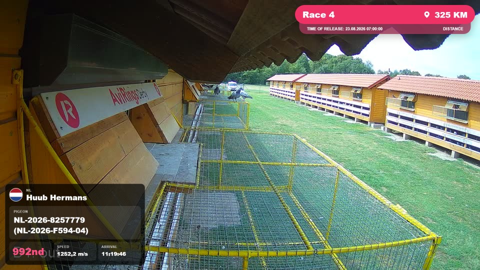 Pigeon Arrival Image For Race Race 4
