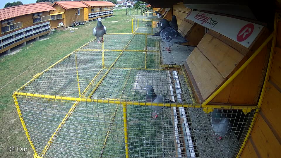Pigeon Arrival Image For Race Race 3