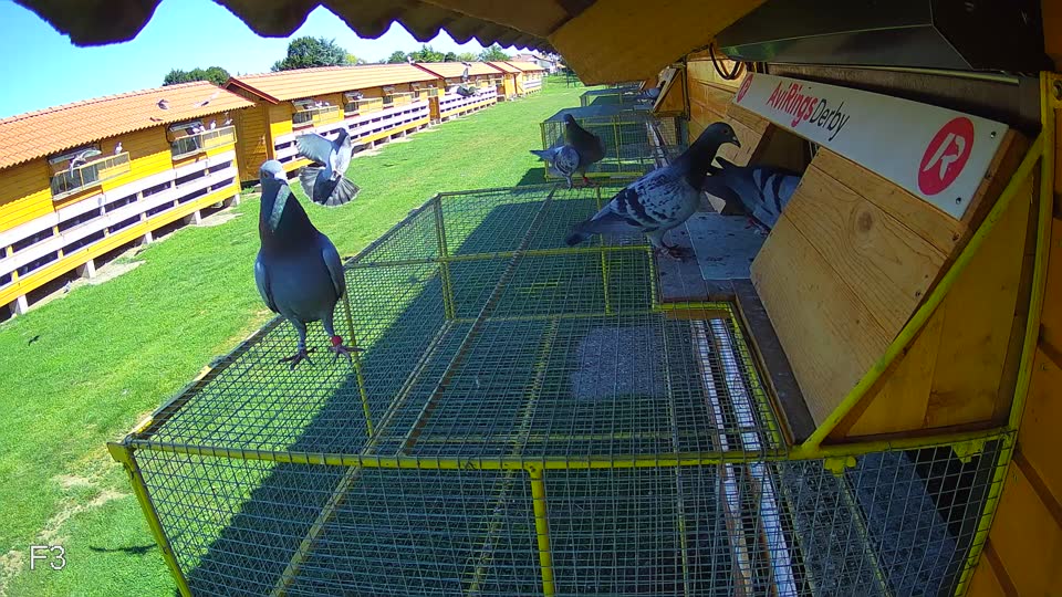 Pigeon Arrival Image For Race Race 2