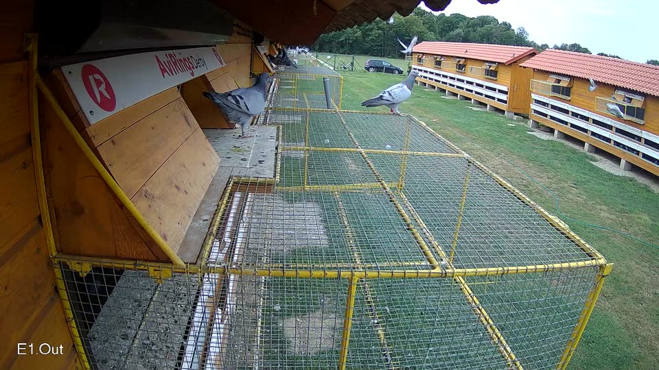Pigeon Arrival Image For Race Race 3