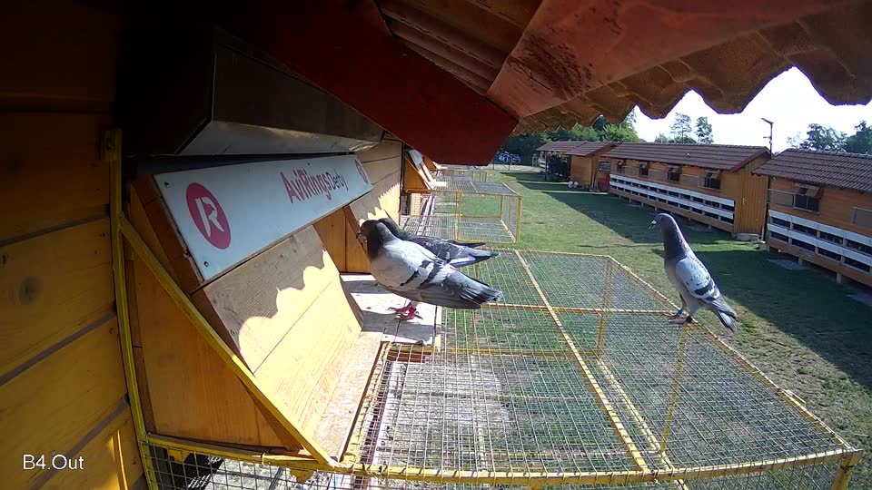 Pigeon Arrival Image For Race Race 1