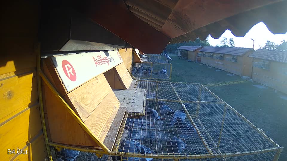 Pigeon Arrival Image For Race Race 5
