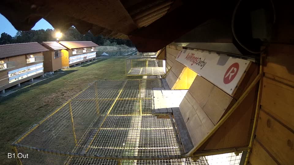 Pigeon Arrival Image For Race Race 3