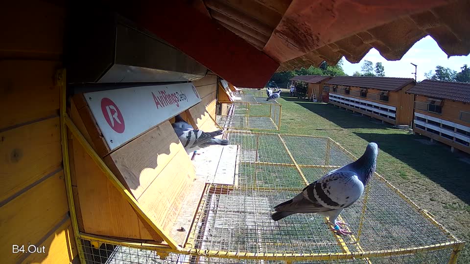 Pigeon Arrival Image For Race Race 2