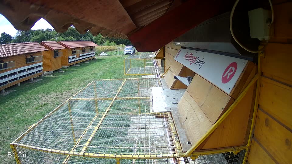 Pigeon Arrival Image For Race Race 4