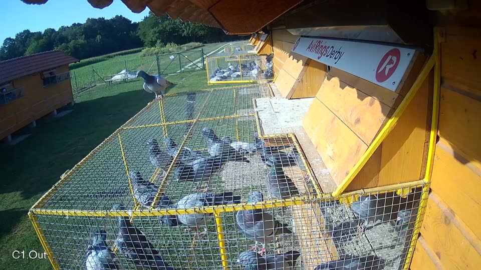 Pigeon Arrival Image For Race Race 3