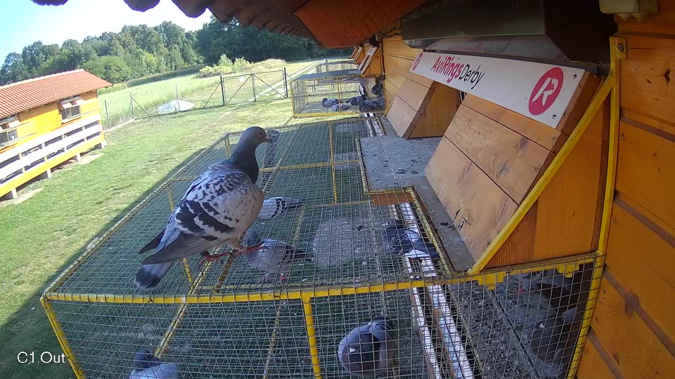 Pigeon Arrival Image For Race Race 5