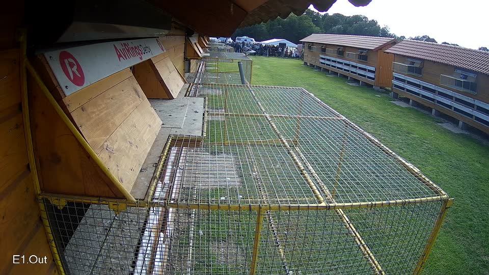 Pigeon Arrival Image For Race Final race 3