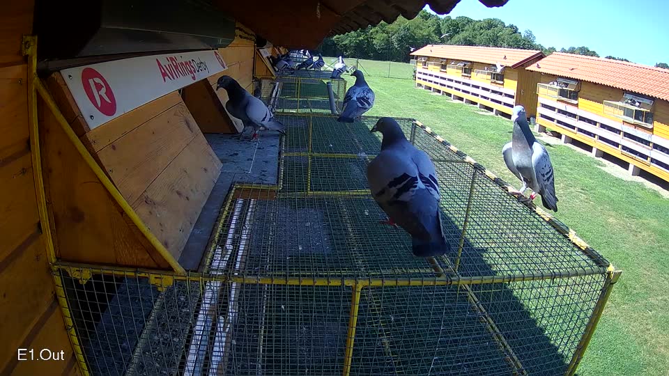 Pigeon Arrival Image For Race Race 2
