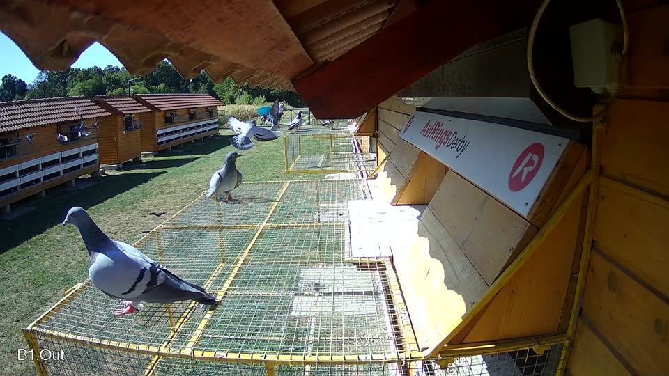 Pigeon Arrival Image For Race Race 3