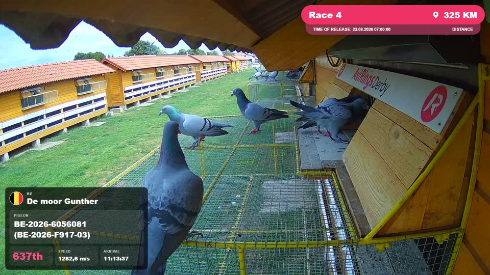 Pigeon Arrival Image For Race Race 4