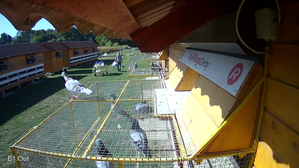 Pigeon Arrival Image For Race Race 5