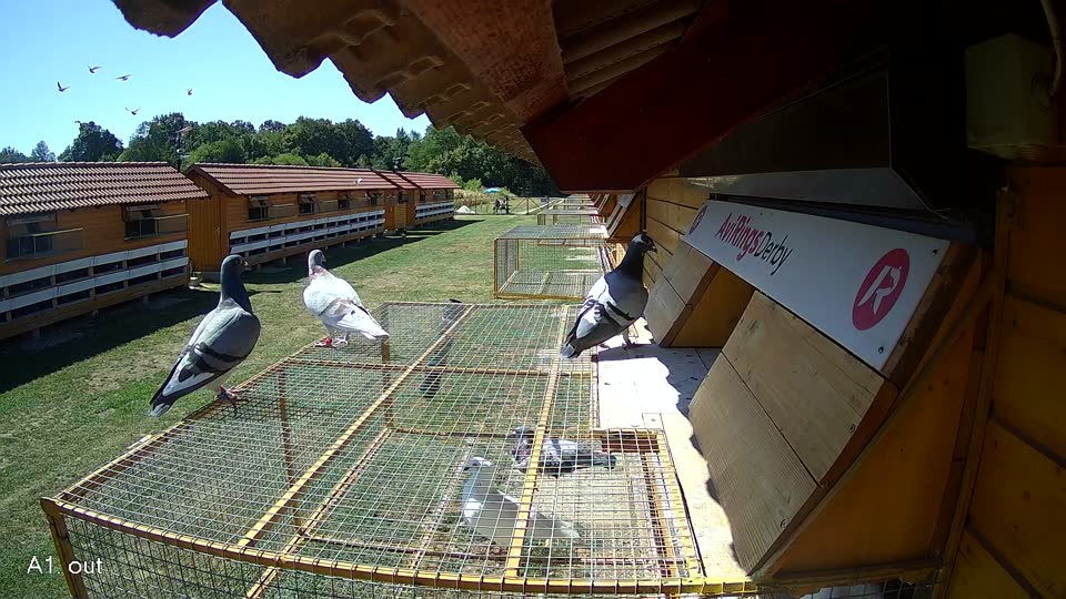 Pigeon Arrival Image For Race Race 3