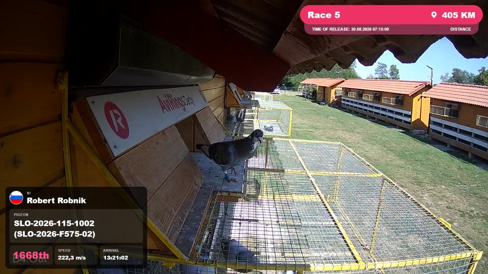 Pigeon Arrival Image For Race Race 5
