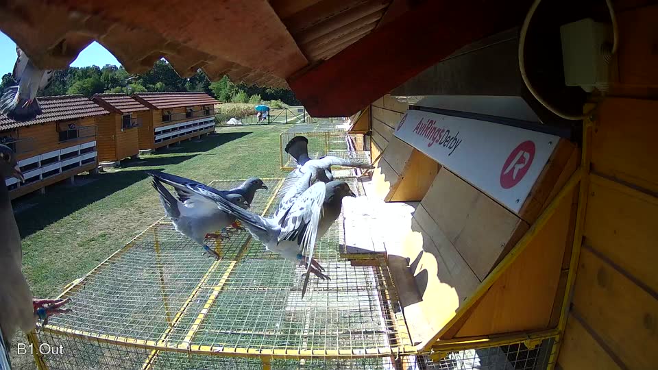 Pigeon Arrival Image For Race Race 3