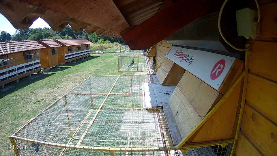 Pigeon Arrival Image For Race Race 2