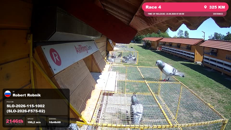 Pigeon Arrival Image For Race Race 4