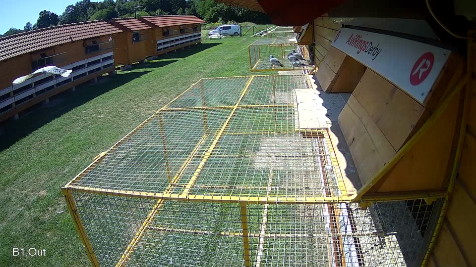 Pigeon Arrival Image For Race Race 2