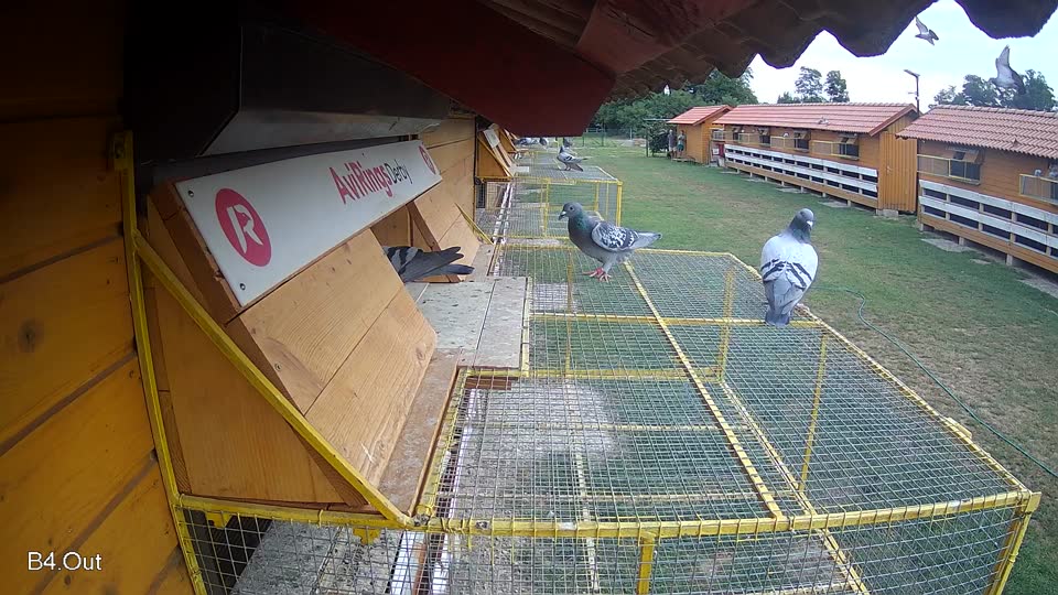 Pigeon Arrival Image For Race Race 3