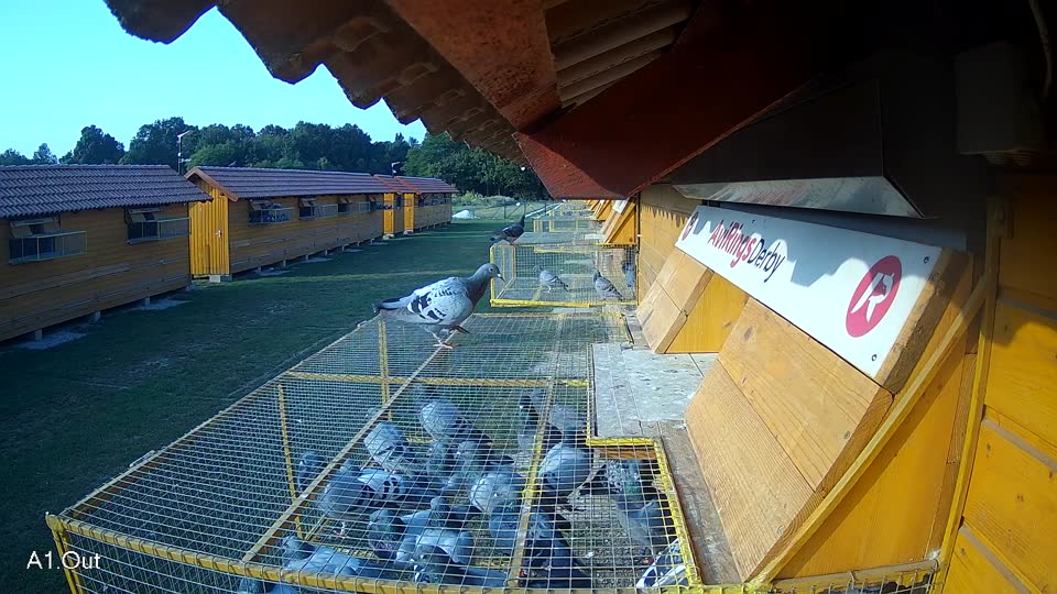 Pigeon Arrival Image For Race Race 4