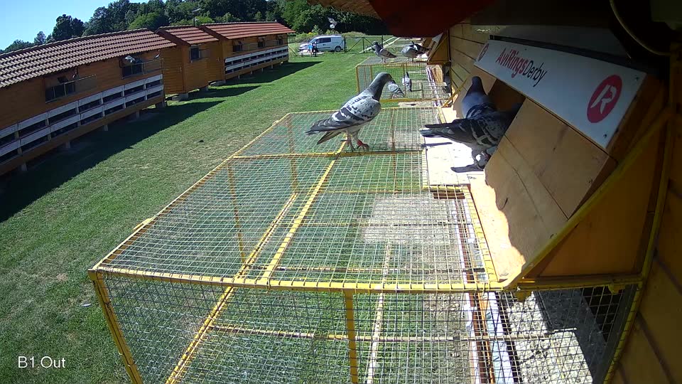 Pigeon Arrival Image For Race Race 2