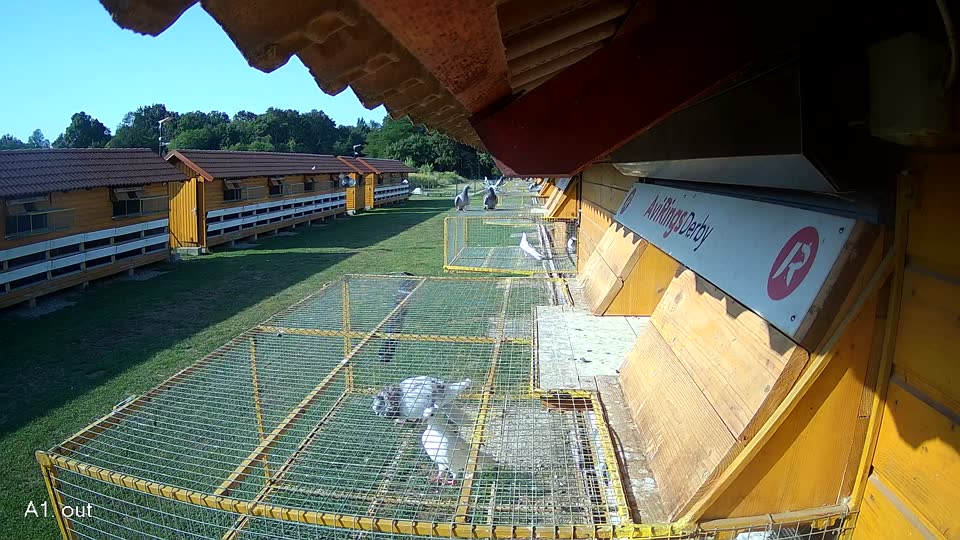Pigeon Arrival Image For Race Race 1