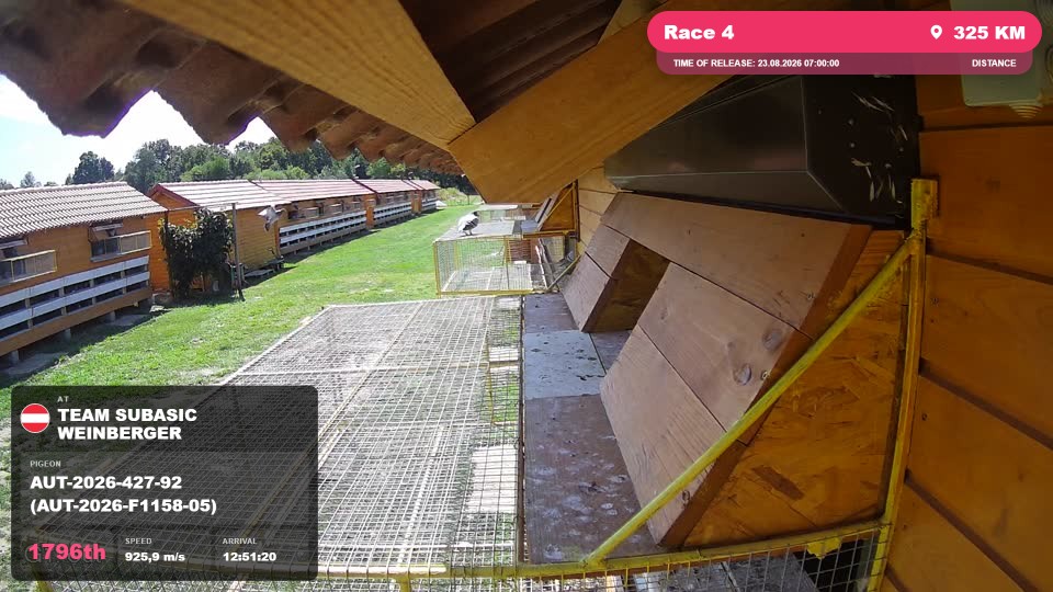 Pigeon Arrival Image For Race Race 4
