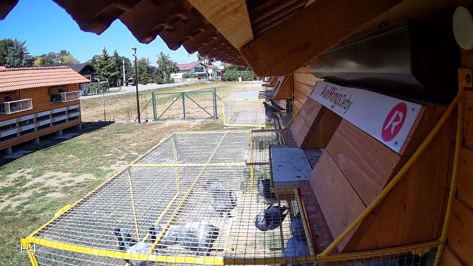 Pigeon Arrival Image For Race Race 3