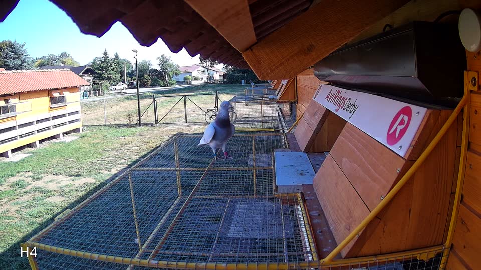 Pigeon Arrival Image For Race Race 2