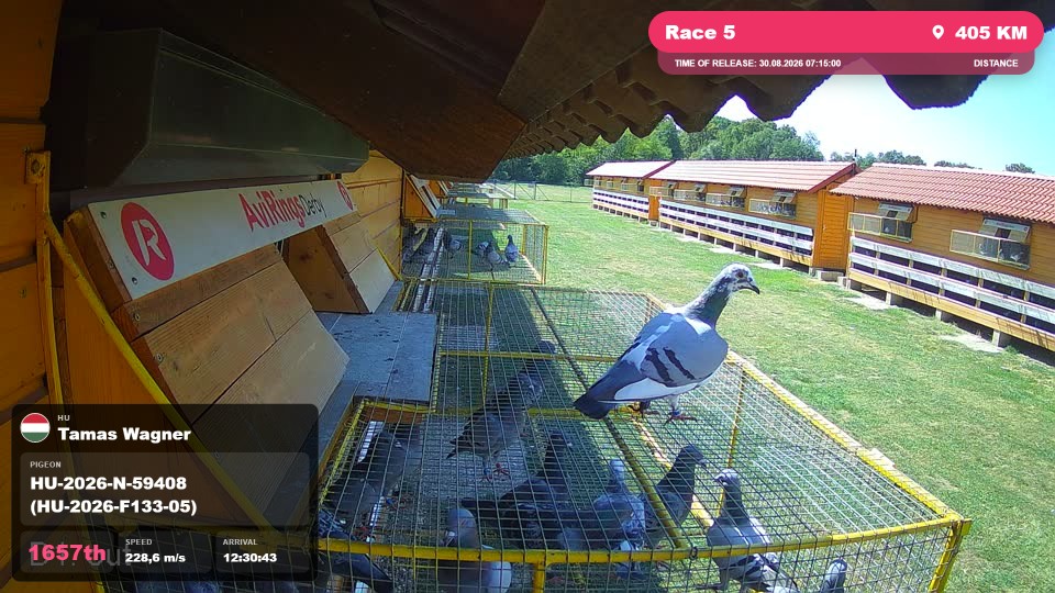 Pigeon Arrival Image For Race Race 5