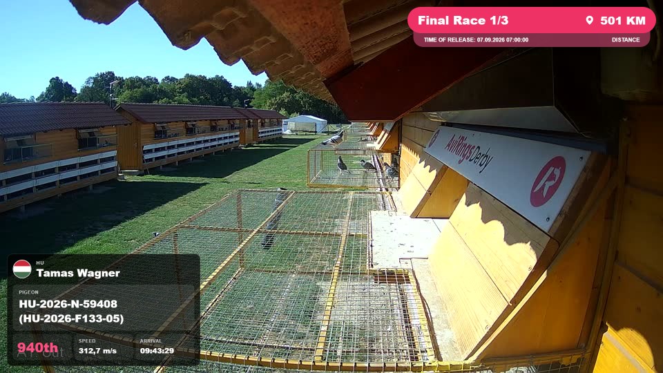 Pigeon Arrival Image For Race Final Race 1/3