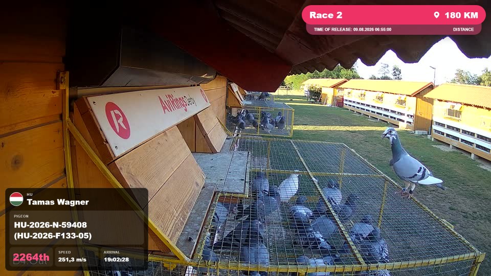 Pigeon Arrival Image For Race Race 2
