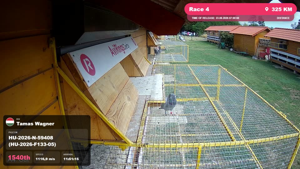 Pigeon Arrival Image For Race Race 4